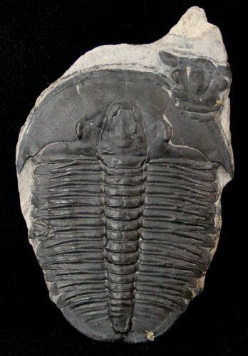 Elrathia Trilobite - Wheeler Shale, Utah #14198